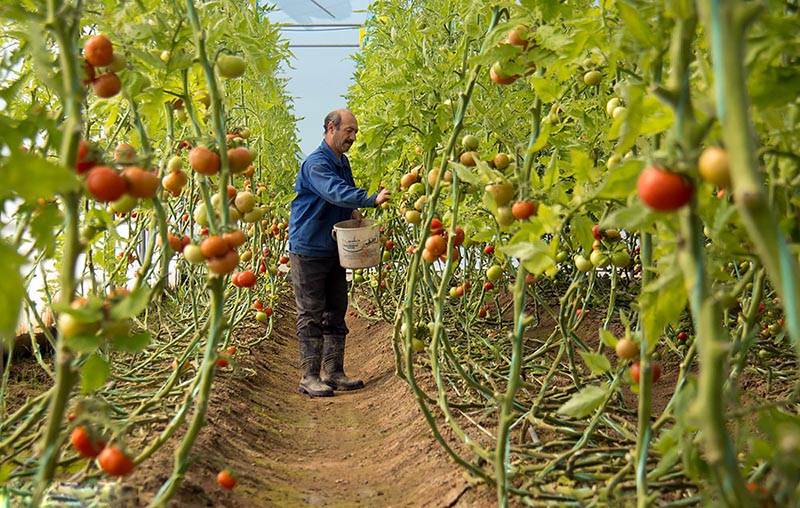 كشت گلخانه ای چاره مواجهه با كم آبی در كرمان كشت گلخانه ای چاره مواجهه با كم آبی در كرمان