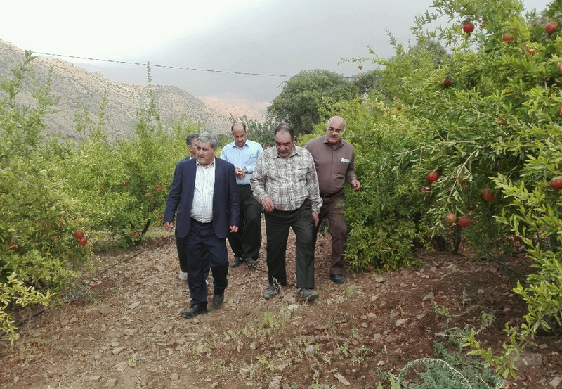 باغات مدرن ورمنجه كرمانشاه در سطح كشور نمونه است