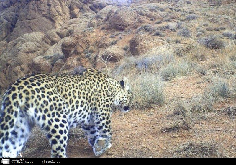 پلنگ ایرانی در دشتستان به دامان طبیعت بازگشت پلنگ ایرانی در دشتستان به دامان طبیعت بازگشت