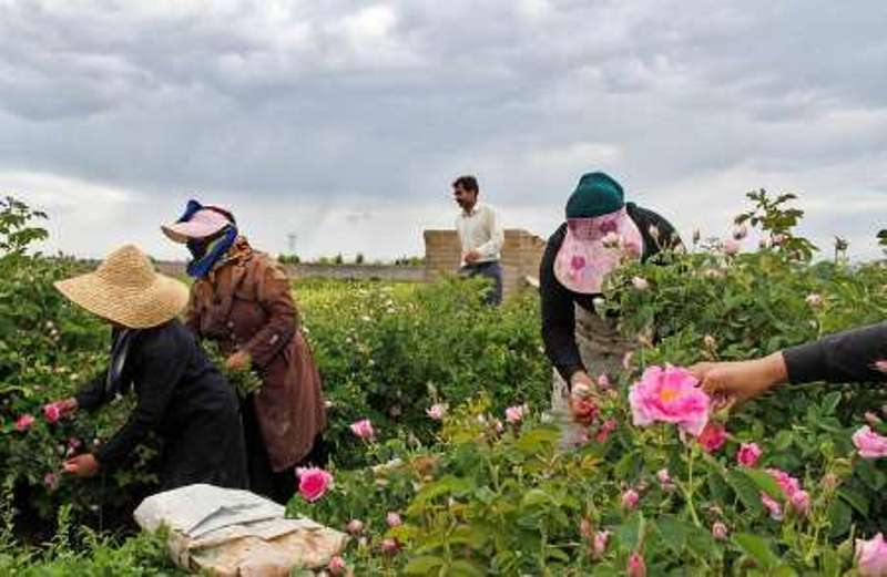 17 درصد بیمه شدگان روستایی خراسان شمالی زنان هستند