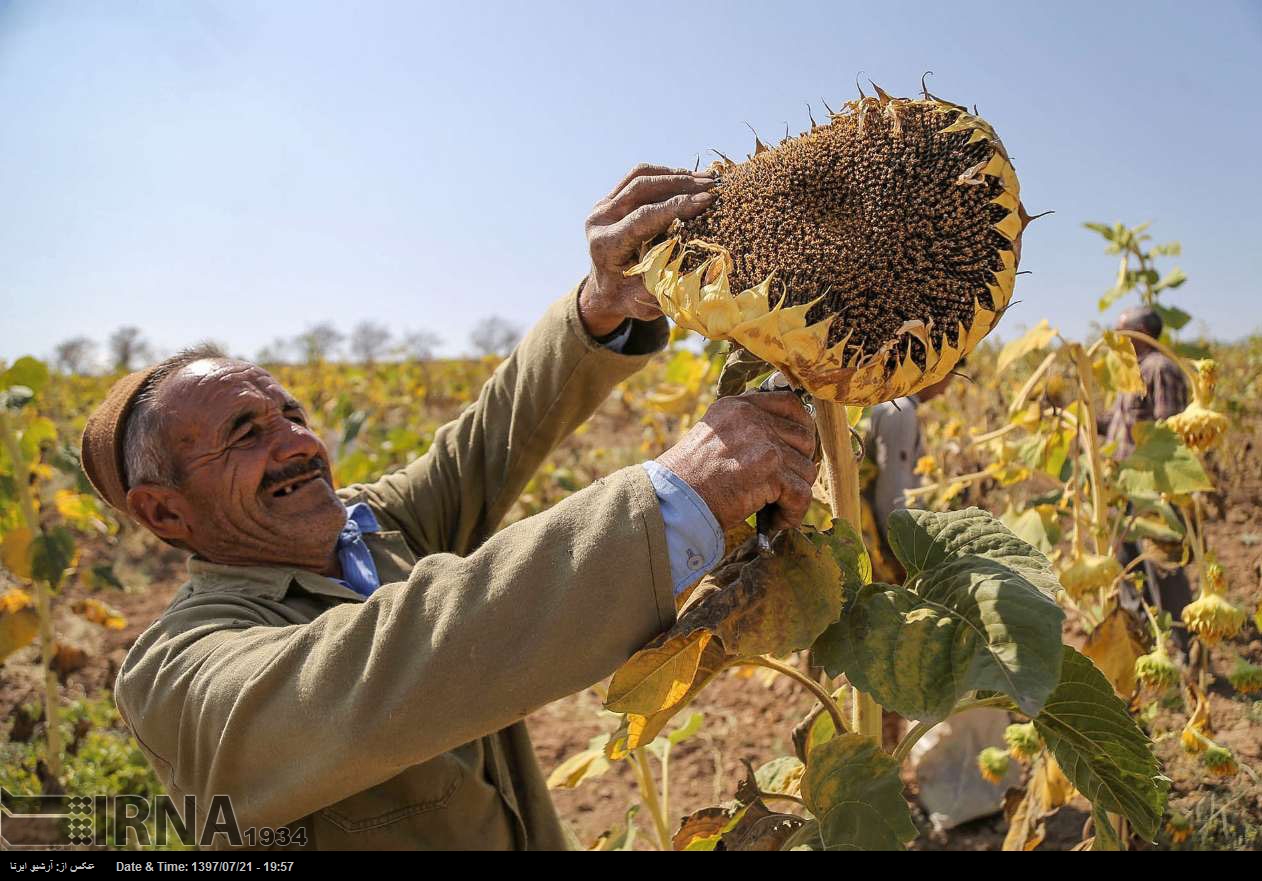 IRNA Español - Recolección de girasoles en el noreste de Irán