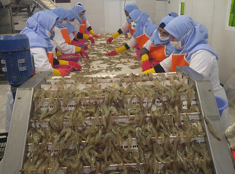 Golestan Province’s shrimp destined to Europe Golestan Province’s shrimp destined to Europe