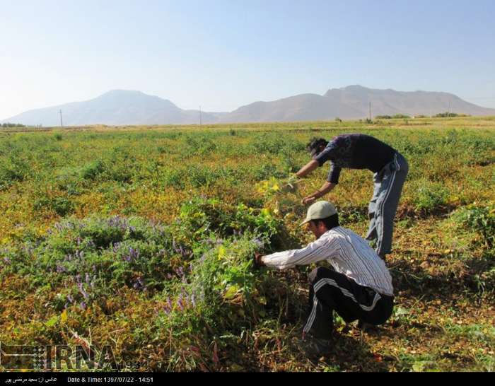 ثبت رکوردهای جدید در کشاورزی قزوین، حاصل برنامه ریزی دولت سیزدهم