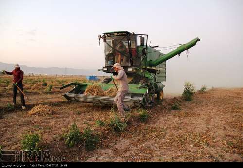کشاورزان خوزستانی الگوی کشت تابستانه را رعایت کنند/ لزوم سازگاری با کم‌آبی 