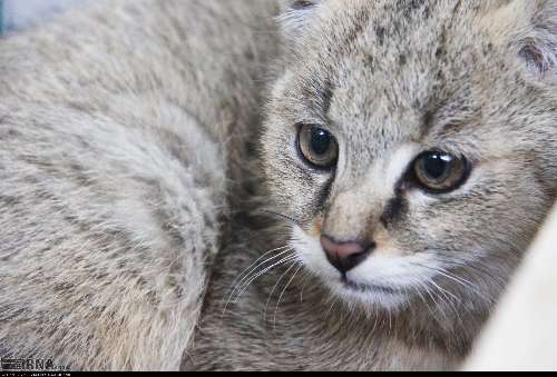 بیشترین موارد حیوان گزیدگی‌ها در استان یزد مربوط به گربه است