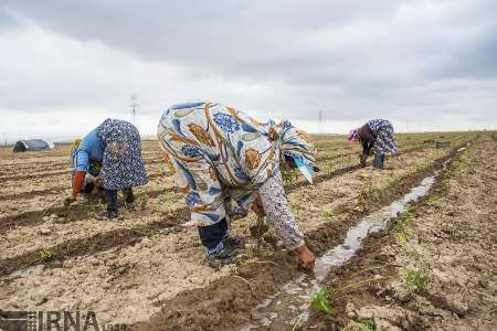 ارائه خدمات آموزشی و مالی به زنان روستایی در اولویت قرار گیرد