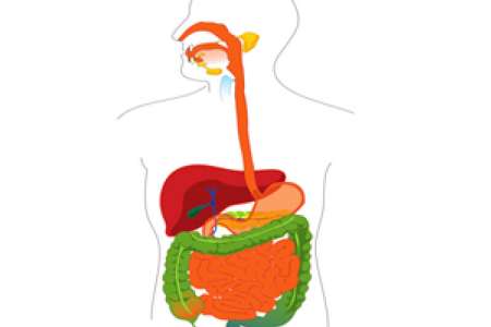 ساده ترين توصيه ها براي افزايش سلامت دستگاه گوارش