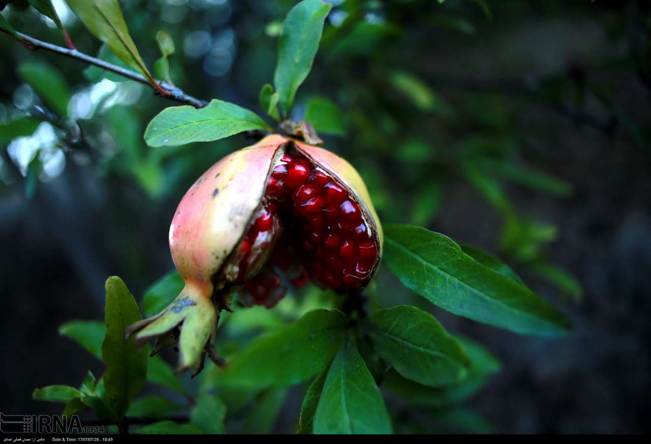 انار مازندران در برزخ صادرات