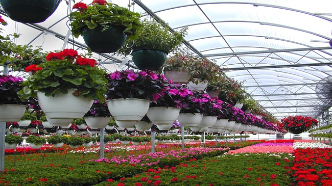 Agro official: Iran exports flowers, ornamental plants to 30 countries Agro official: Iran exports flowers, ornamental plants to 30 countries