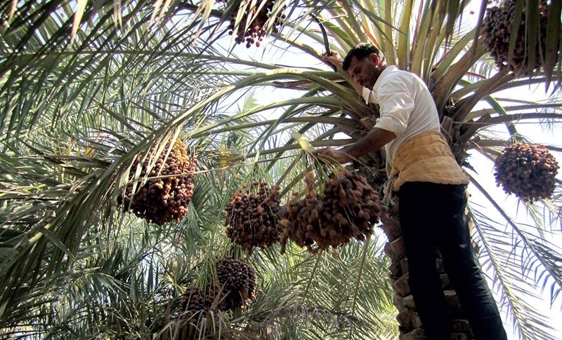 سه هزار تن خرما در خرمشهر خريداري شد سه هزار تن خرما در خرمشهر خريداري شد