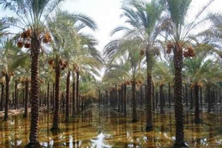 باران پاييزي نخلستان هاي تشنه آبادان و خرمشهر را سيراب كرد