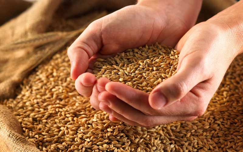 Iran cuts wheat imports to zero Iran cuts wheat imports to zero