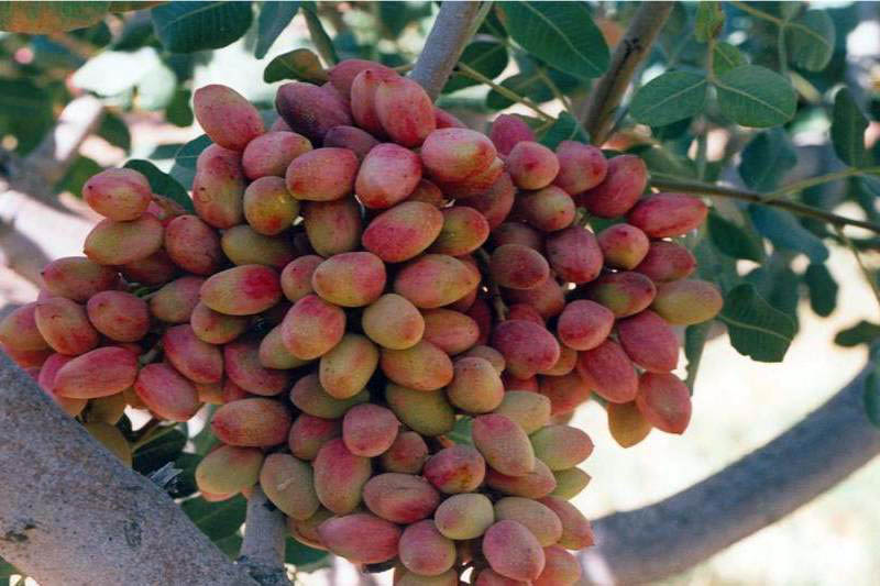 Semnan gypsum, pistachio of Damghan registered globally Semnan gypsum, pistachio of Damghan registered globally