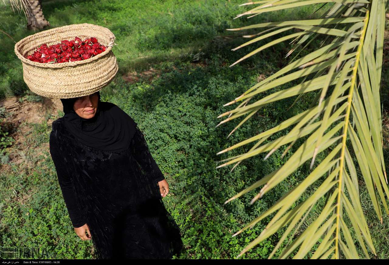 برداشت چای قرمز