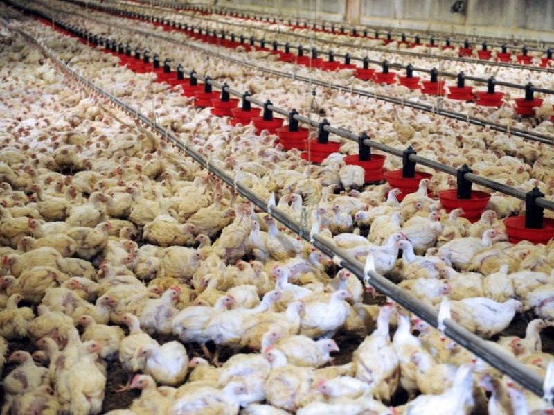 Iran 7th in egg, chicken production Iran 7th in egg, chicken production