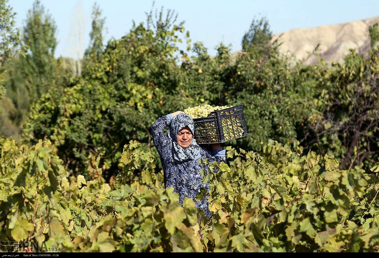 تنزل شكوه تاكستان های فاروج