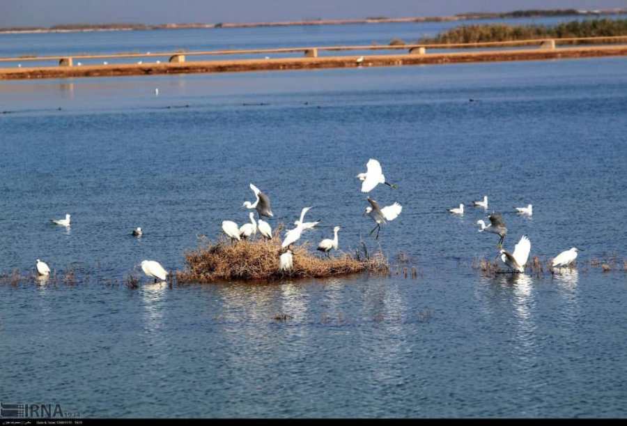 Migratory birds land in Khuzestan wetlands Migratory birds land in Khuzestan wetlands