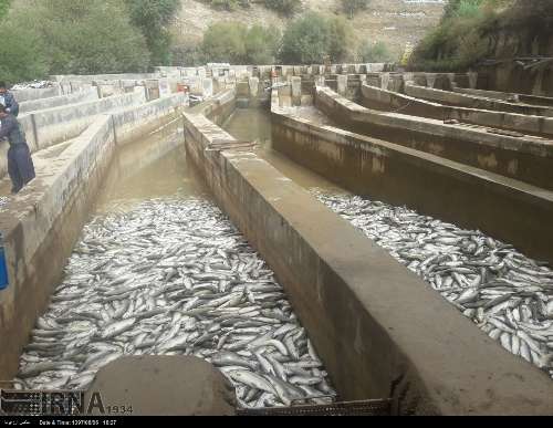 طغیان رودخانه ها موجب تلف شدن ۶۵۰ تن ماهی در نهاوند شد 