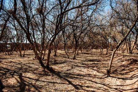 خشكسالی در سمیرم فوق بحرانی است