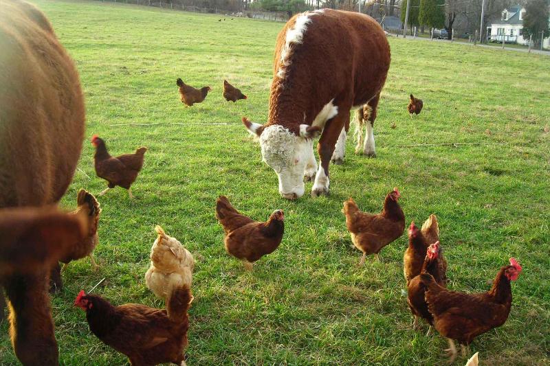 $12.4m invested by foreigners in livestock, aquaculture $12.4m invested by foreigners in livestock, aquaculture