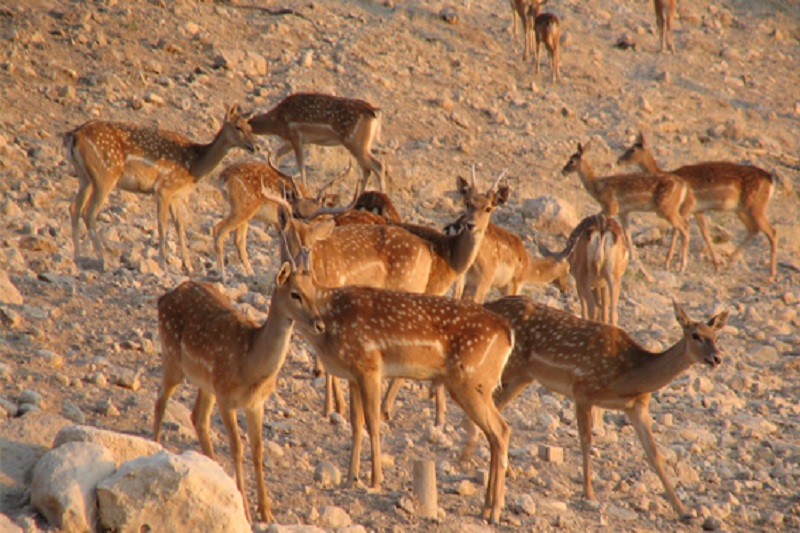 سرشماري حيات وحش در آذربايجان غربي آغاز شد