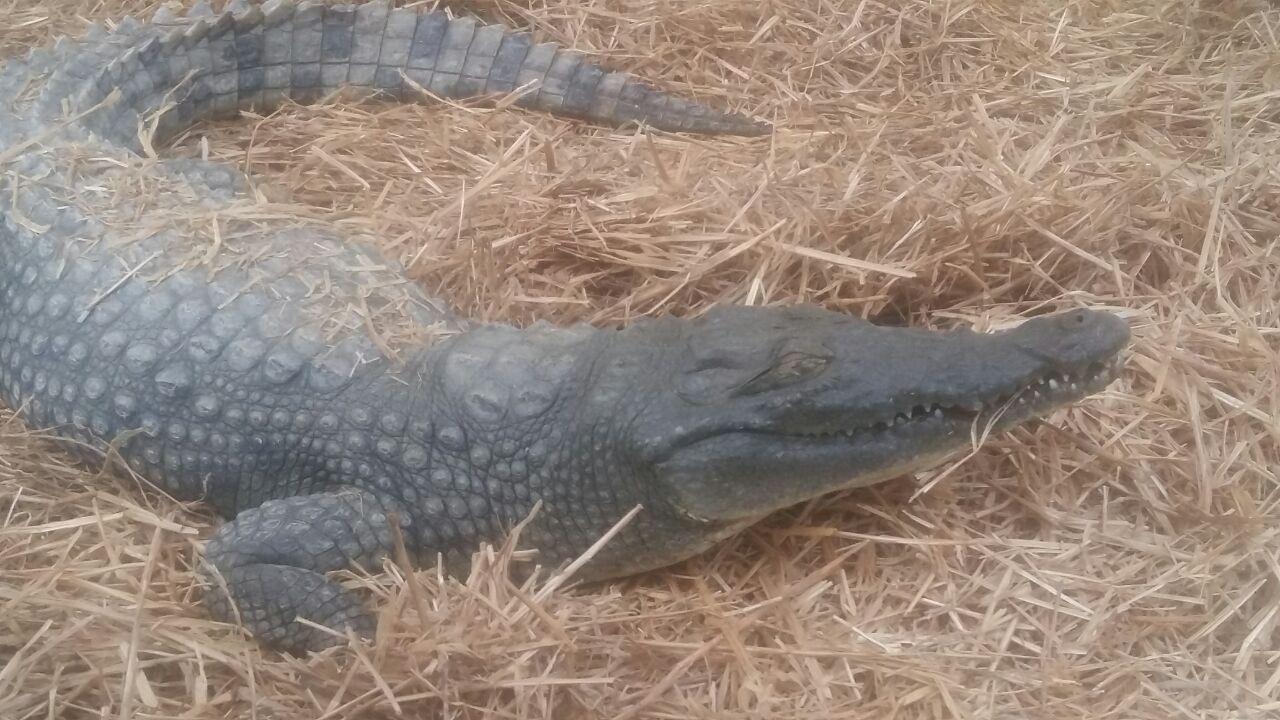 Smuggled crocodile discovered in Iranian province Smuggled crocodile discovered in Iranian province