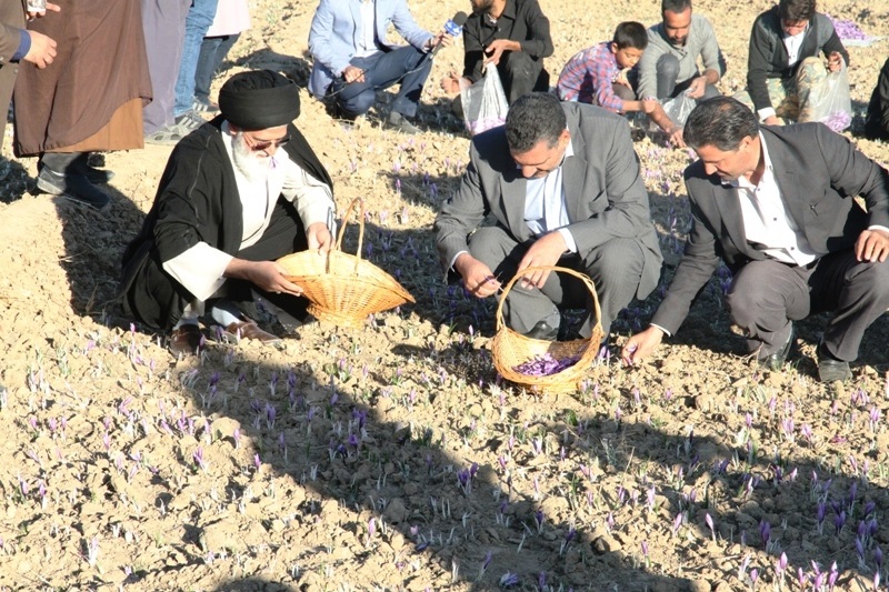 سومین جشنواره زعفران بهاباد آغاز شد