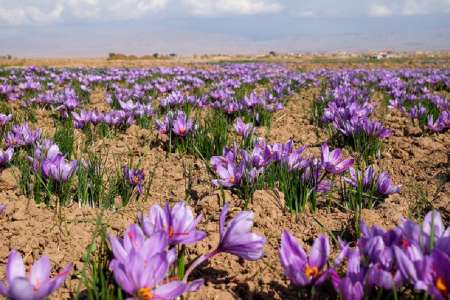 9.5 كیلوگرم زعفران از مزارع شاهین دژ برداشت می شود