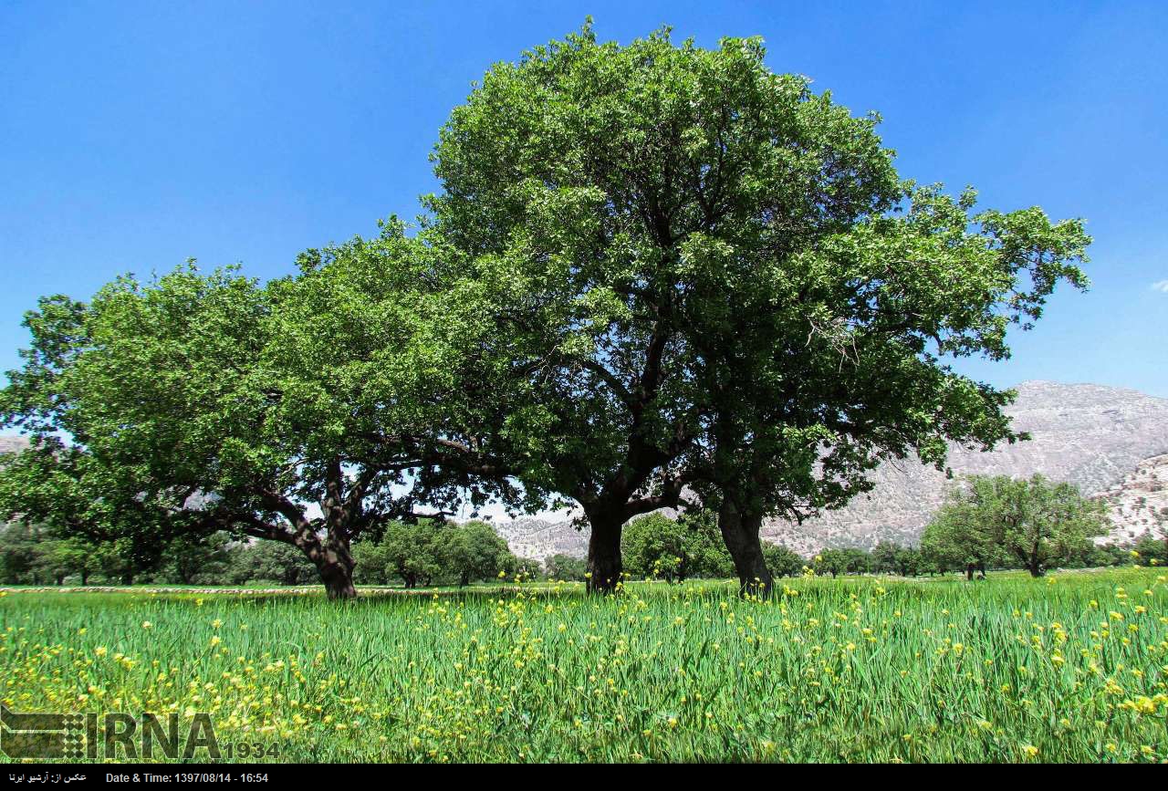 Eichel-Wald in der Provinz Khuzestan Eichel-Wald in der Provinz Khuzestan