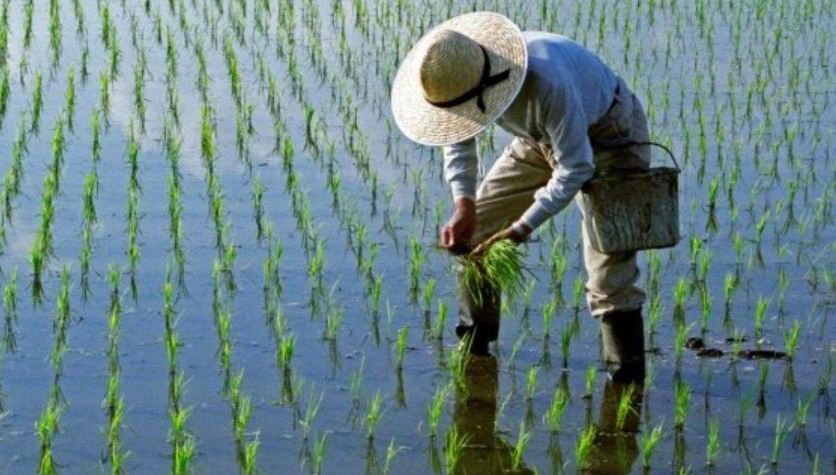 برنج جدید به شالیزارهای شمال كشور می آید