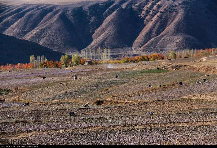 زعفران، طلای سرخ وامنان؛ از دل زمینهای کمبازده تا چرخش چرخ اقتصاد روستا