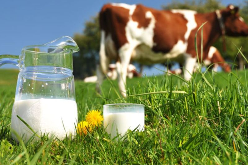 رقابت كارخانجات لبنی علت افزایش قیمت شیرخام است