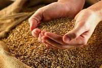 حدود 1400 تن بذر گندم در نقده توزيع شد