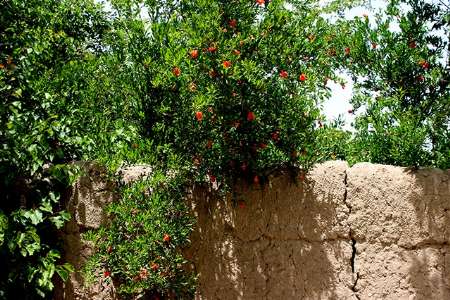 جشنواره انار تفت و دانه هاي دل يكرنگي ما -محمدحسين فلاح تفتي