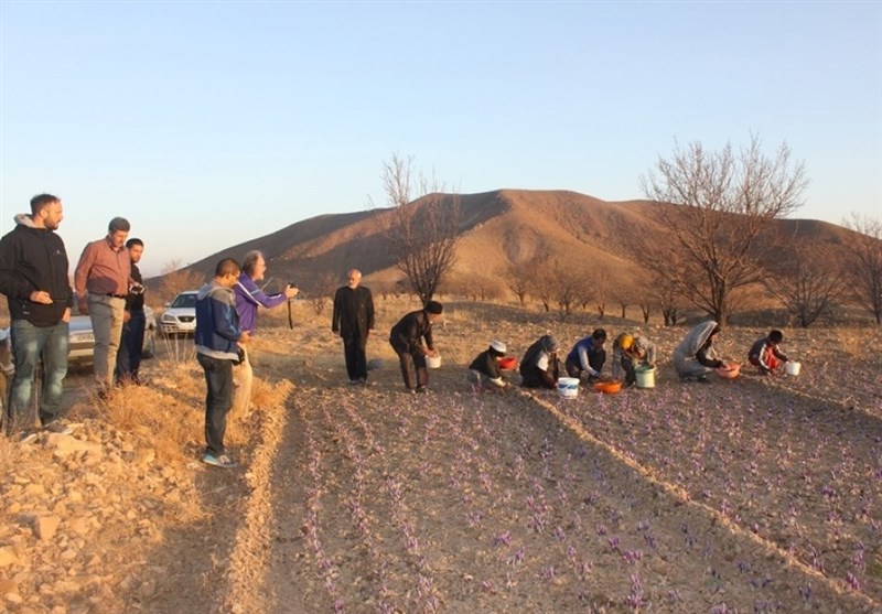 گردشگران ايتاليايي به ديدن مزارع زعفران گناباد رفتند