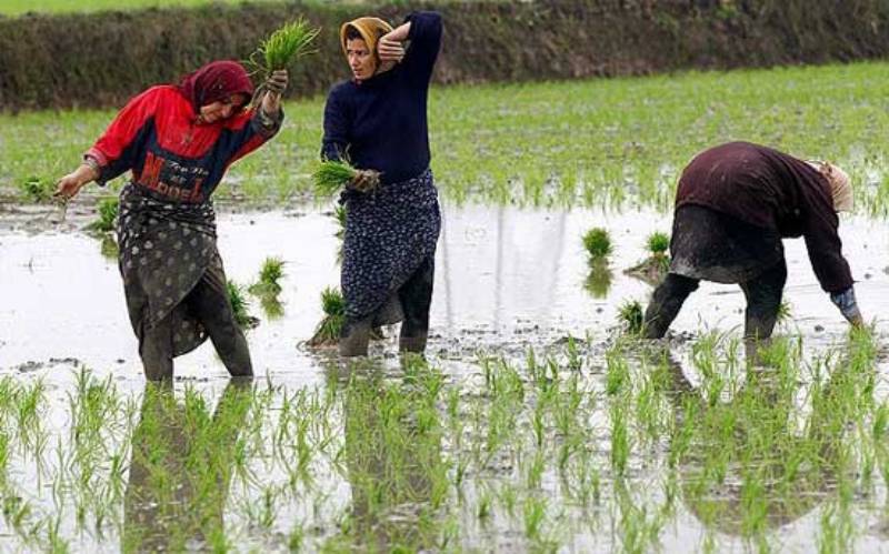 بهای آب سد شیرین دره خراسان شمالی برای كشت برنج افزایش یافت