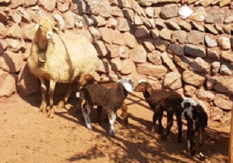 اعطاي گوسفندان چند قلوزا در كلات فرصت شغلي ايجاد كردند