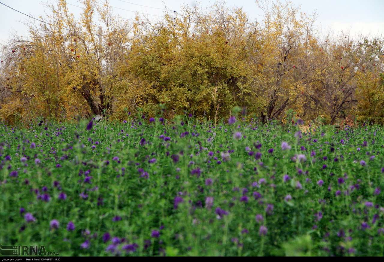 طبیعت پاییزی یزد در قاب تصویر