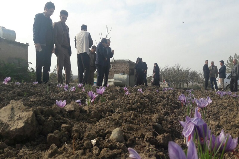 كشت زعفران در بیله سوار گسترش می یابد