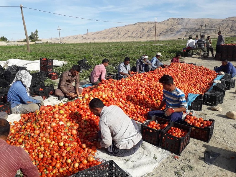 برداشت گوجه فرنگي در باغملك آغاز شد