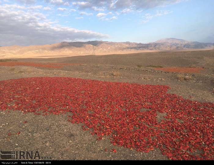 قطب کشاورزی سمنان چشم انتظار صنایع تبدیلی