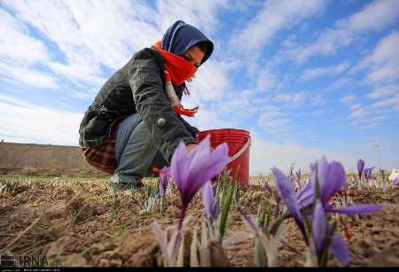 41 میلیارد ریال وام به زعفران كاران خراسان شمالی پرداخت شد