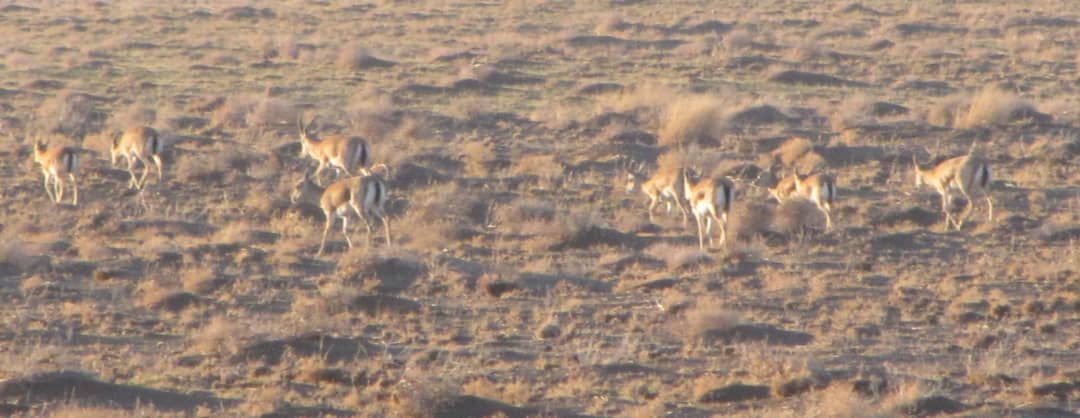 جمعيت آهوان در نيشابور تثبيت شده است