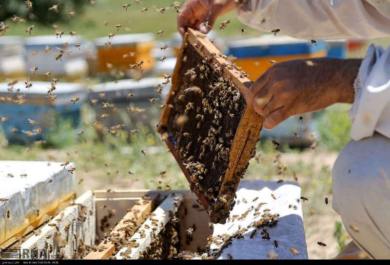 افزایش۳برابری تولیدعسل
