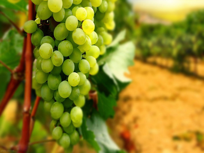 Malayer’s grapes globally registered