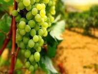 Malayer’s grapes globally registered