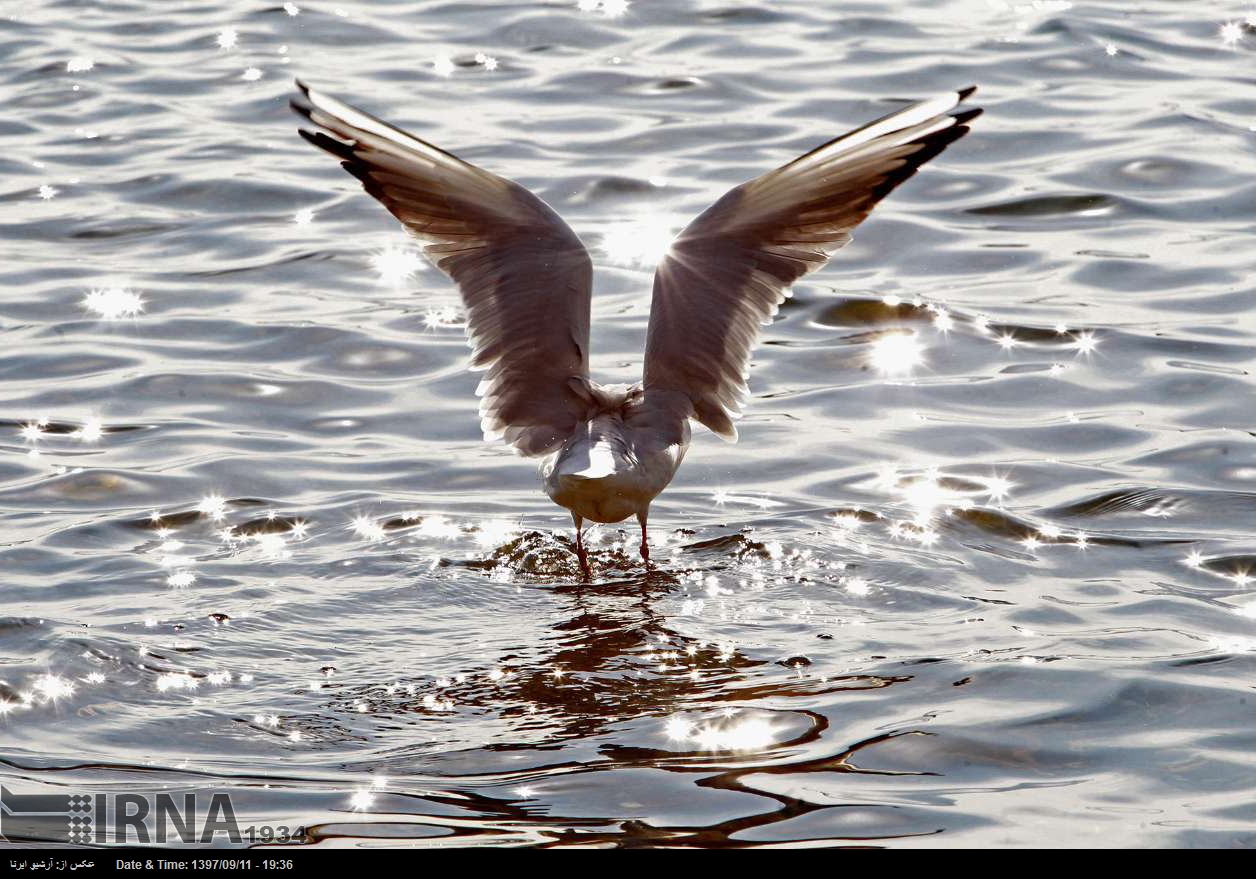 Aves migratorias en Teherán