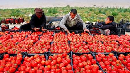 گوجه فرنگي خارج از فصل هرمزگان وارد بازار شد