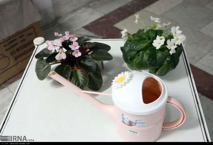 انتخاب هوشمند گیاهان آپارتمانی کم‌نور