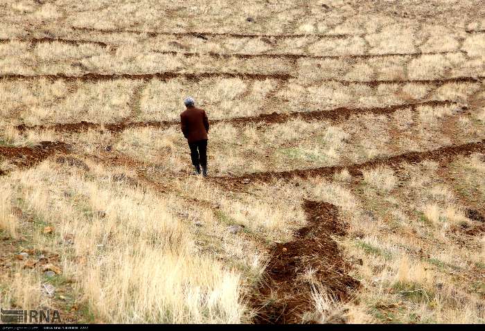 کشاورزان خراسان شمالی ۵۰ هزار هکتار دیمزارهای گندم را رها کردند